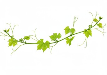 A vine branch with green leaves and small buds isolated on white background