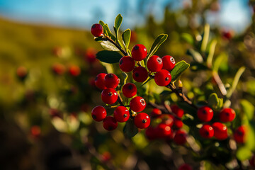 Obraz premium The bright red berries of a carmine bush growing in a sunlit outback farm field, surrounded by rugged terrain and vast, open spaces.