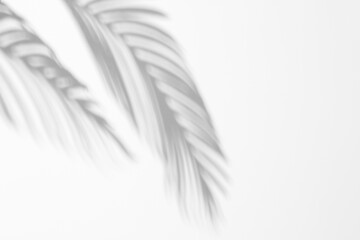 shadow overlay effects,realistic palm leaf shadow on transparent background,Natural shadow of tropical palm branch,shadow for product presentation interior backdrop,Summer wall abstract shadow overla