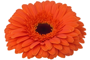 Vibrant orange gerbera flower (1)