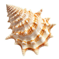 Obraz premium Conical seashell, intricate patterns