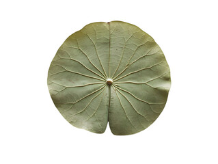 Close-up of a light-green lotus leaf.  Detailed veins radiating from a central point
