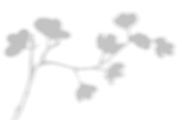 shadow overlay effects of realistic plum blossoms flower shadows isolated on transparent background,shadow for product presentation interior backdrop design,Summer wall abstract shadow overla