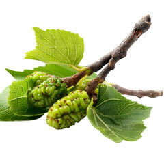 Young, green, unripe mulberries with twig, branch and leaves isolated on white background --v 7.0