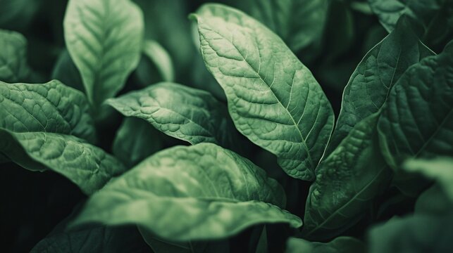 Fresh Green Tobacco Leaves Close-Up Showcasing Lush Growth