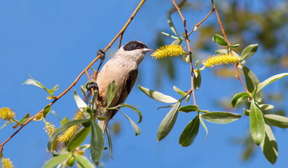 blue tit on branch