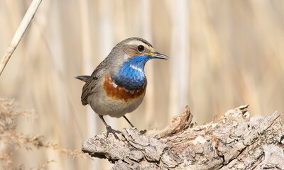 robin on a branch