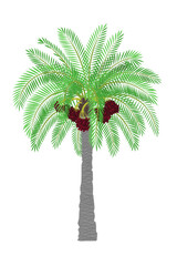 vector flat palm tree. Clip art isolated on transparent background.