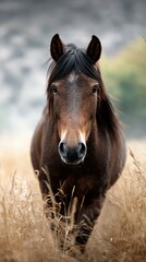 Obraz premium Majestic brown horse standing in golden grassland during the early morning light in a serene natural setting