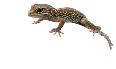 Obraz premium Small gecko in profile view. A tiny lizard with speckled scales. Eyes and feet visible. Isolated against black background