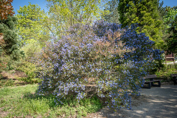 Nanterre, France - 04 11 2025: Andre Malraux Park. View of a tree with purple flowers and a bench next to .