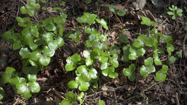 A detailed view of the Roundlobe Hepatica (Hepatica nobilis var. obtusa), also known as liverleaf or mouse-ears, highlighting its small, rounded basal leaves on a forest floor.
