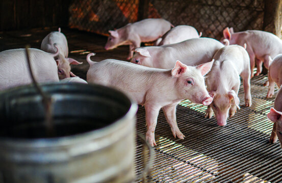 Piglet at pigsty. Pig farm. Group of piglet at animal farm. - Powered by Adobe