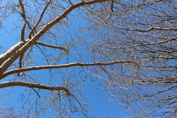 Tree branches and twigs with buds against the blue sky. Leafless tree in early spring background.  