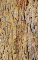 Closeup texture of natural tree bark background. Rough surface of trunk. 