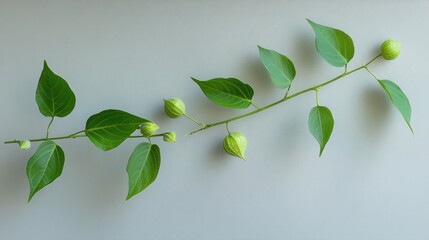 Green plant branch with pods on light gray surface