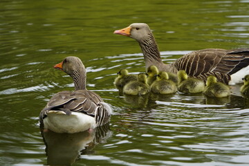 
Gray goose parents watch their young (Anser anser) Anatidae family. Location: Hanover Leinewiesen, Germany.
