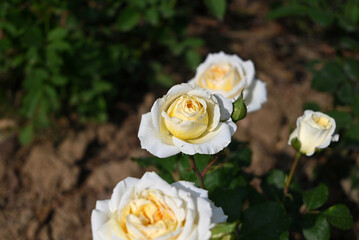 bouquet of yellow roses blossoms in sunny afternoon in the garden
