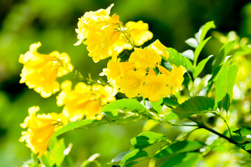 Trumpet vine, Yellow, Yellow bell or Yellow elder or  tecoma stans