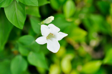 Asystasia gangetica Anderson, Asystasia gangetica L T Anders or  Baya or Chinese violet or Coromandel or Creeping foxglove