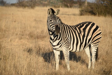 Naklejka premium Zebra Standing in a Serene Savannah Grassland Landscape