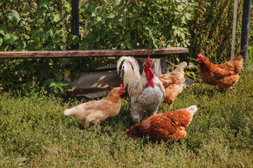 Rooster and hens in the countryside