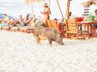 Summer travel, pigs on the island farm. Pigs island for welcoming tourists, holiday time and...
