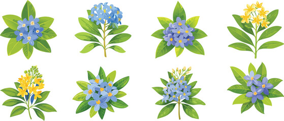 Lignum vitae flower.