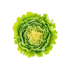 Obraz premium Close-up of a Fresh Green Cabbage Head, Isolated on Transparent Background