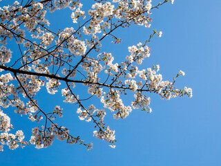 Cherry blossom at Kumano-Nachi Taisha / Seiganto-ji Temple / Sanjuno-to 3-Storied Pagoda / Nachi Waterfall / Kumano Kodo - Nakahechi Daimon-saka
