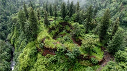Aerial view of a lush green forest with a winding path through the trees, possibly an ancient ruin overgrown with vegetation.