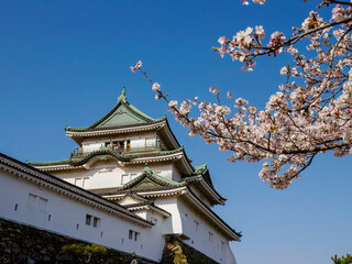 Fototapeta premium Cherry Blossom at Wakayama Castle, Wakayama, Japan