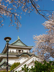 Fototapeta premium Cherry Blossom at Wakayama Castle, Wakayama, Japan