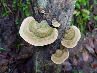 Cluster of bracket fungi growing on a tree trunk in the forest