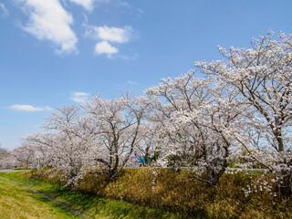 Cherry Blossom at Miyagawa-Tsutsumi Park, Ise, Mie Prefecture, Japan