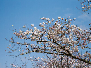 Cherry Blossom at Miyagawa-Tsutsumi Park, Ise, Mie Prefecture, Japan