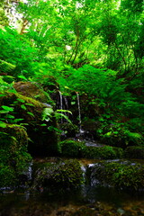 Naklejka premium 杜々の森名水公園（新潟県）