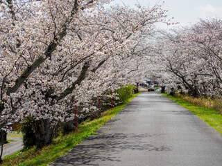 Cherry Blossom at Miyagawa-Tsutsumi Park, Ise, Mie Prefecture, Japan