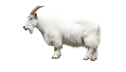 Obraz premium White Mountain Goat