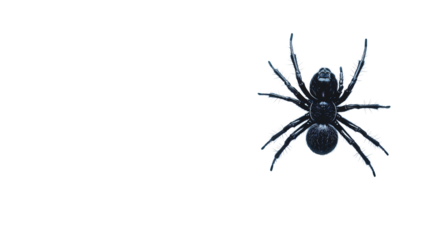 Detailed Spider Isolated on Transparent Background for Design Projects