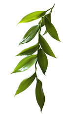 Close-up of vibrant green vanilla orchid leaves
