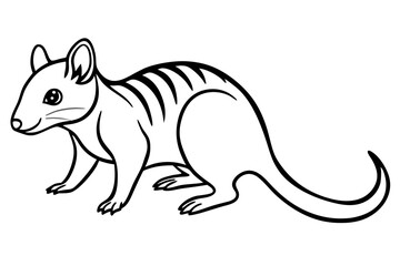 Wild Quoll Vector