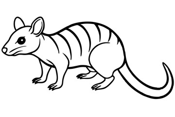 Fototapeta premium Wild Quoll Vector