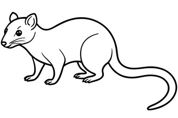 Wild Quoll Vector
