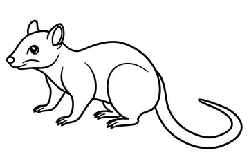 Fototapeta premium Wild Quoll Vector