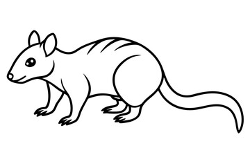 Fototapeta premium Wild Quoll Vector