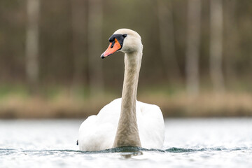 ein höckerschwan auf einem see