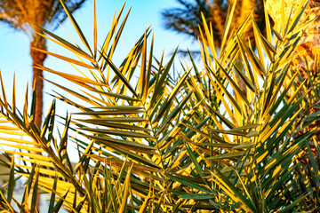 Lush palm fronds swaying gently under a clear sky at sunset near serene waters