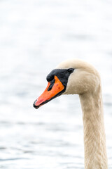 Nahaufnahme vom Kopf eines Schwans