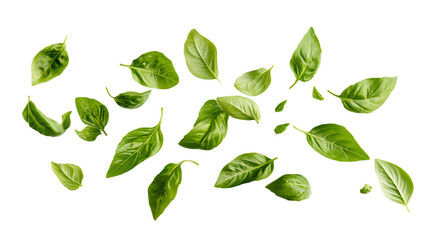 Fresh Basil Leaves Flying on Transparent Background, Isolated PNG for Culinary Themes